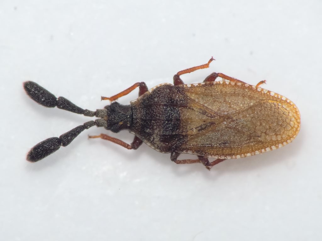Copium brevicorne (Jakovlev, 1879)